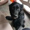 doggotastisch