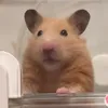 purin_kinkuma