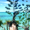 jean.luc.new.caledonia