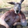 big_kangaroo_