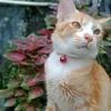 baim_kucing_kampung