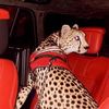 aldaelaj_q8