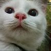 cpaaow
