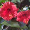 hemalatha_000