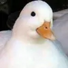 duccduckingson