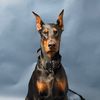 kansascitydefensedog