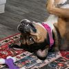 beagirls_mommy