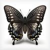 blackbutterfly408
