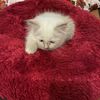 tinnyhand
