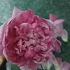 ng.tnh992