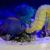 fishcjay07