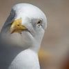 shipofgulls