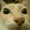 gattofritto.com