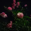 _nuit.rose