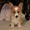 thor_thecorgi