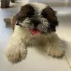 luccashihtzu_