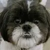 memechap