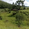 guto_sp_brasil