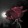 _red_rose_111