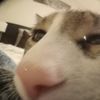 yes_im_a_cat