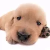 karma_offf