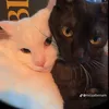phan_02.09