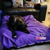 infopets_gt