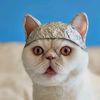 abductedbykitties