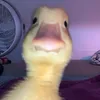 ebihaykhocc