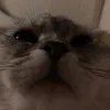 bgnfuongw
