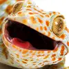 kishibe_gecko