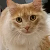 mrnesty