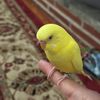yadikil2