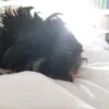 knuffigerork