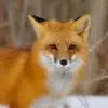 tetsufox