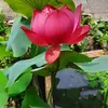 _nganphan