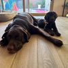 Olive and Luna