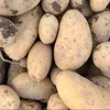 jagaimo_25
