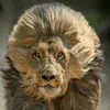 tahesalhoban