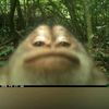 aimanipann