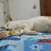 ma_maow_w