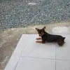 miniatura.paidepinscher0