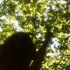 dirtteahippie