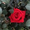 arwa_1406