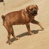 khayasboerboels