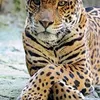 djabir677
