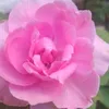 aosrt4