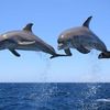 debbiedolphin61