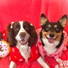 gertie_and_scarlett