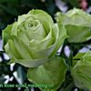 greenrose228